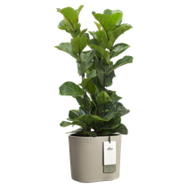 eden 25cm zacht taupe